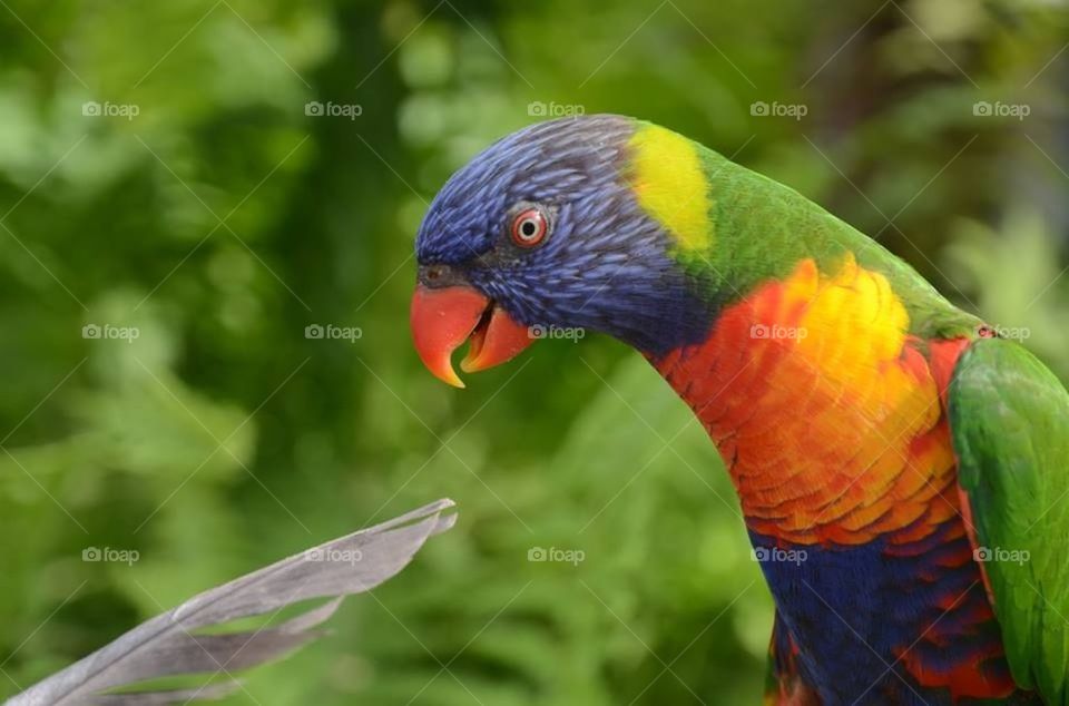 parrot