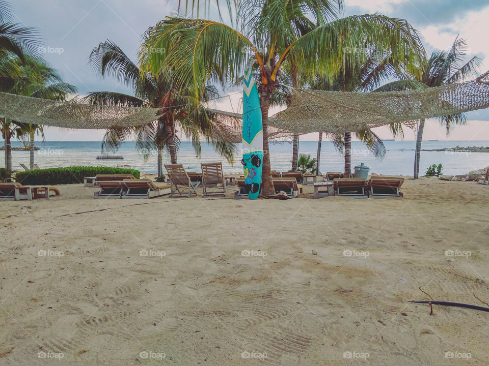 beach palm trees 🌊 surf board