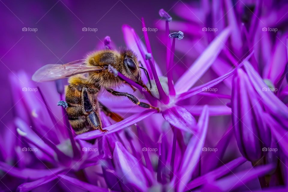 A bee at the purple flower