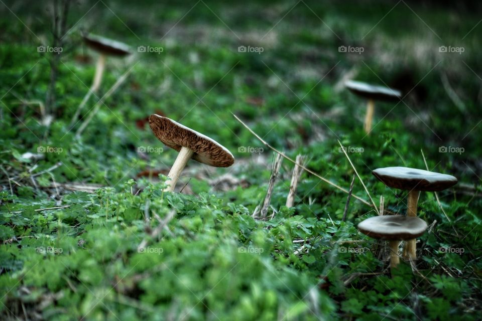 Mushrooms Gather