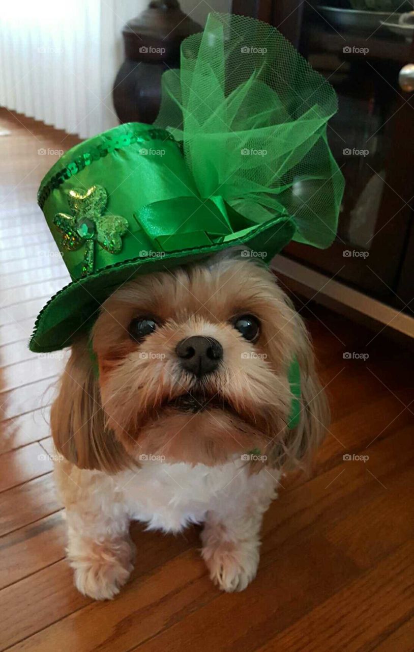 St Patrick's Day Dog