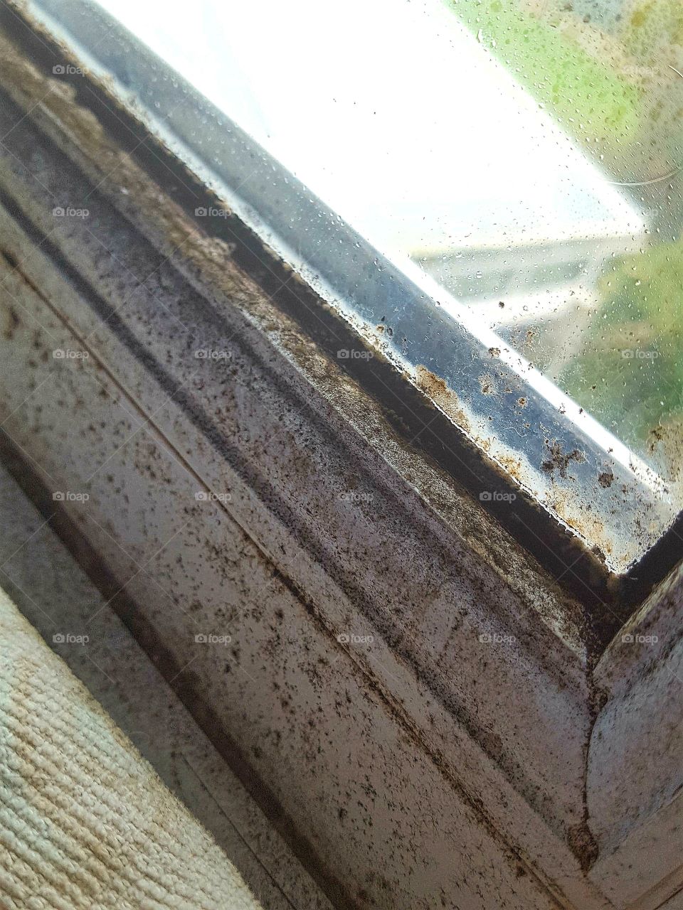 moss ass dirty window