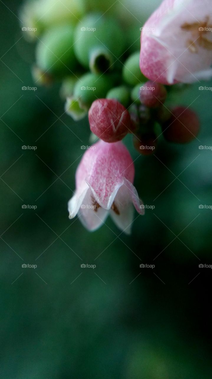 wild flower close-up