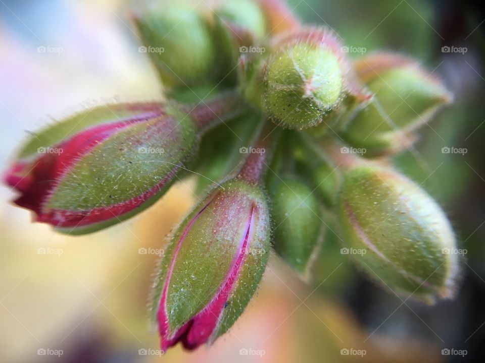 Buds close up 