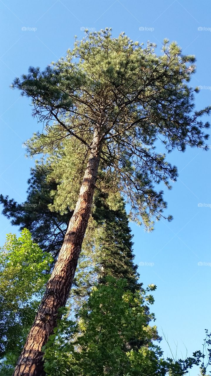Standing Tall. Hiking and looked up at this amazing tree