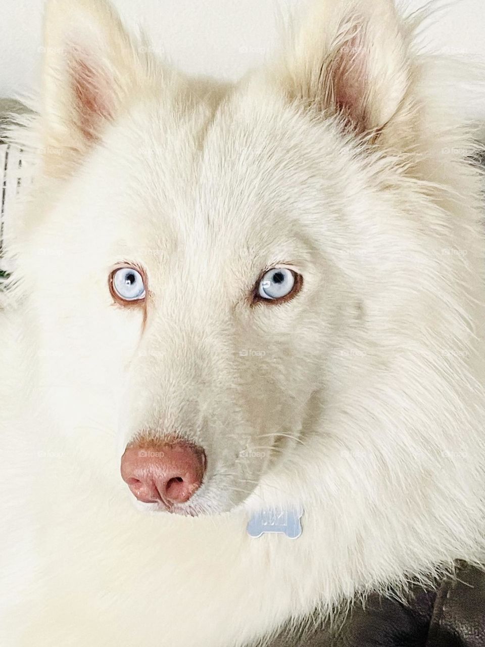 White husky