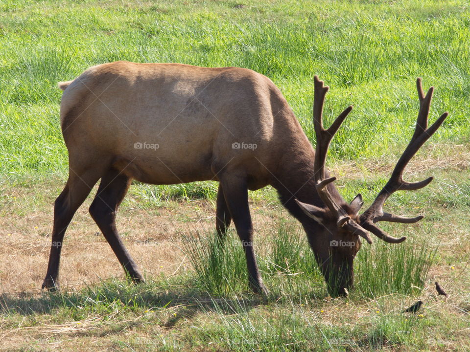 An Elk grazes among some birds on a sunny afternoon