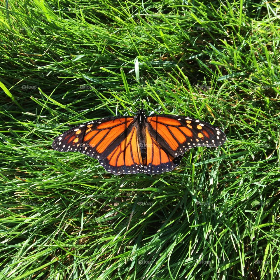 Stunning monarch 