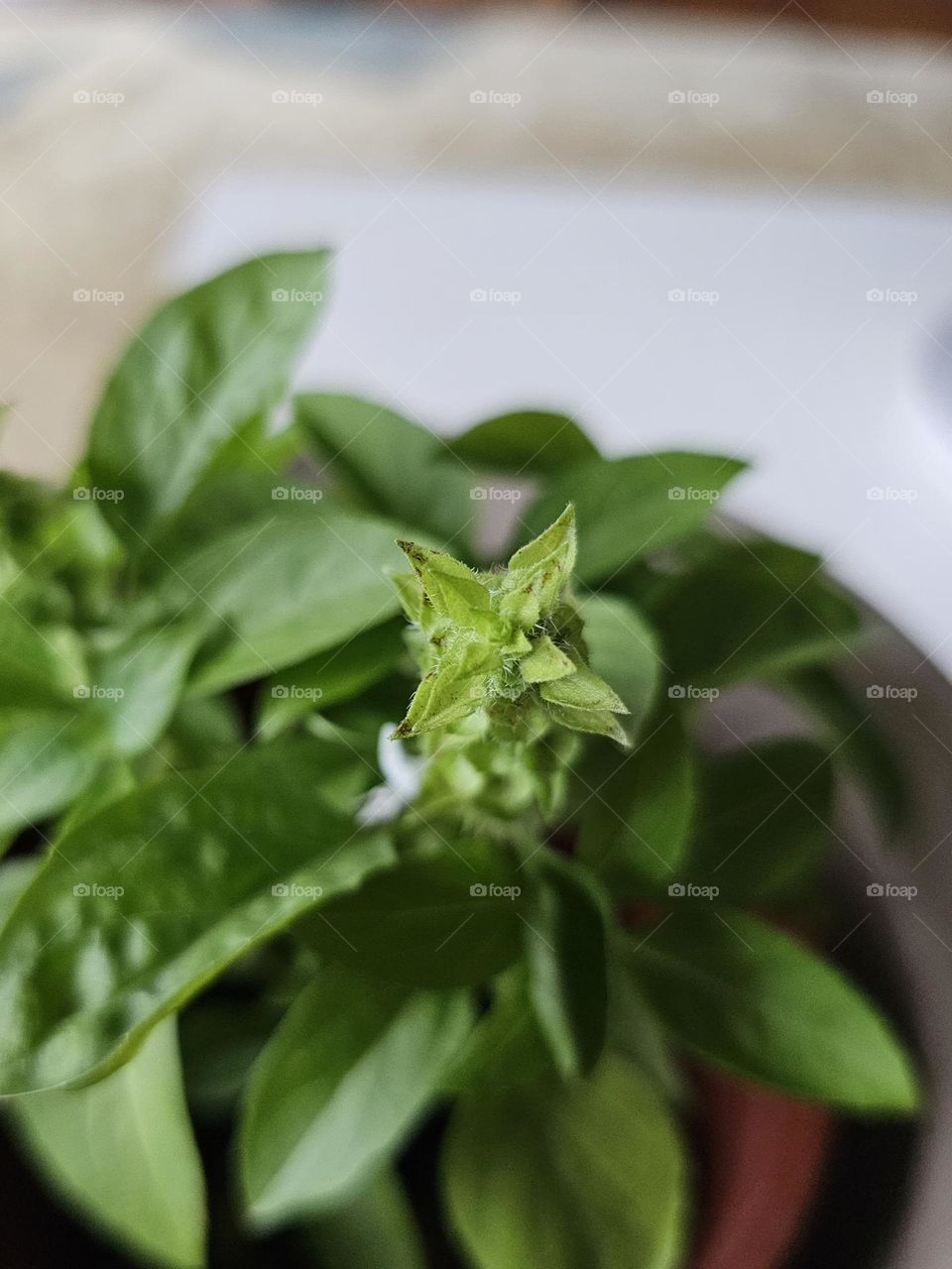 fibonacci sequence found on a basil plant