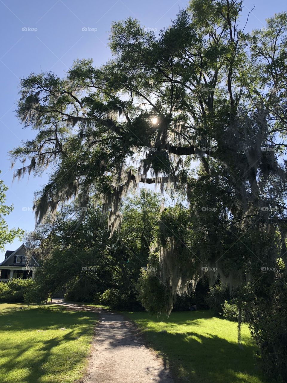 Spanish moss on tree, Magnolia plantation, South Carolina