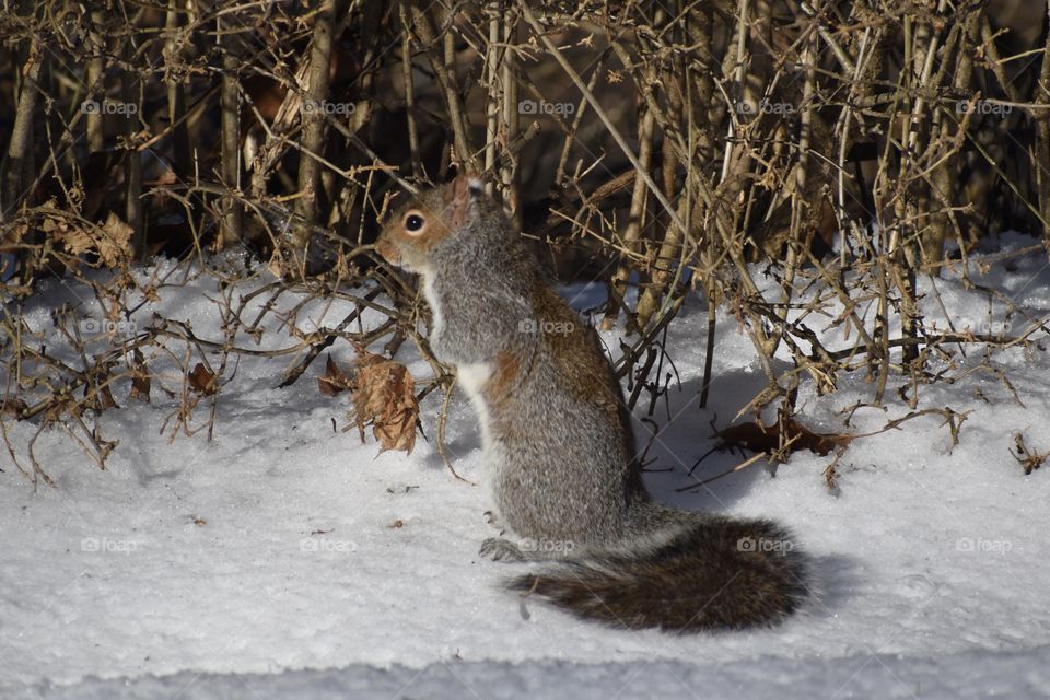 Cute, pain in the neck squirrel