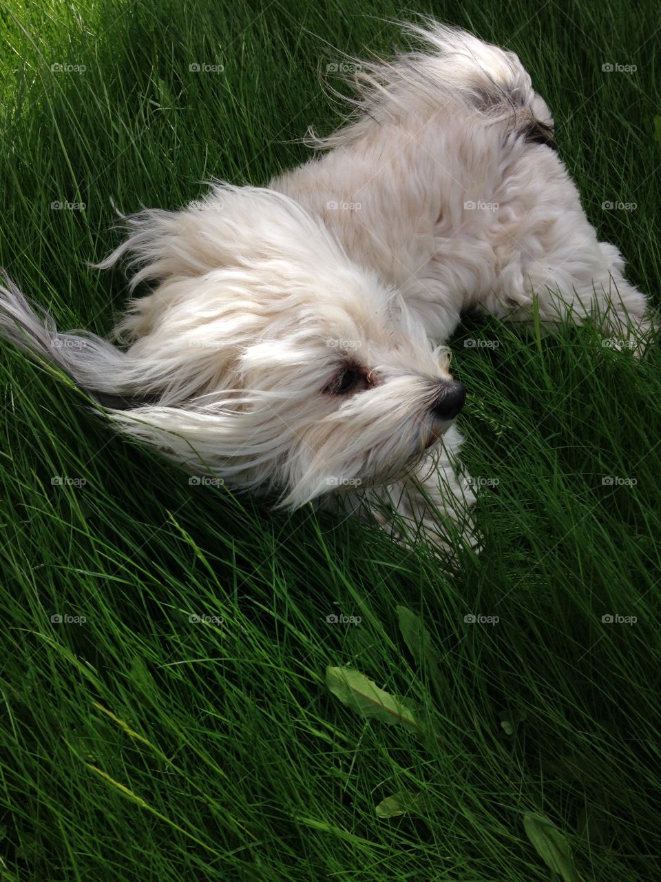 Dog in The grass
