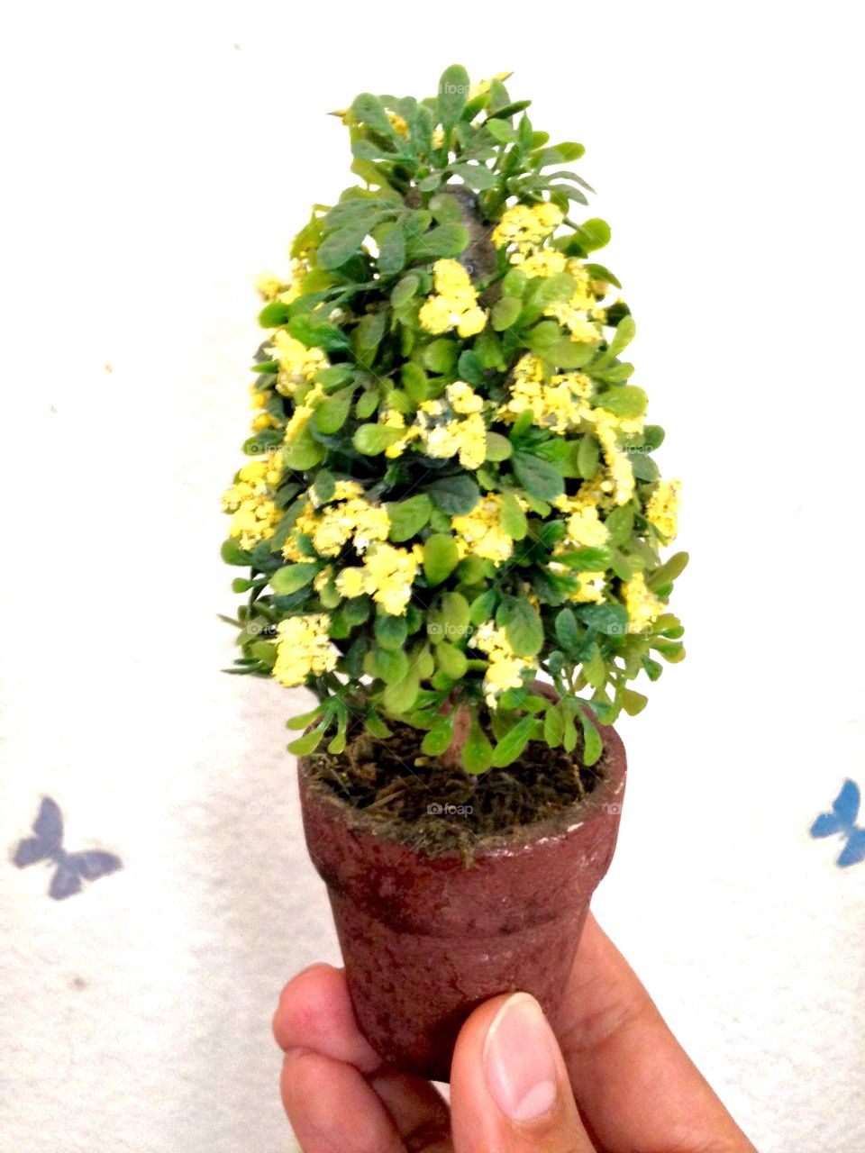 House Plants In Pots


Published by:
HappyBrownMonkey 