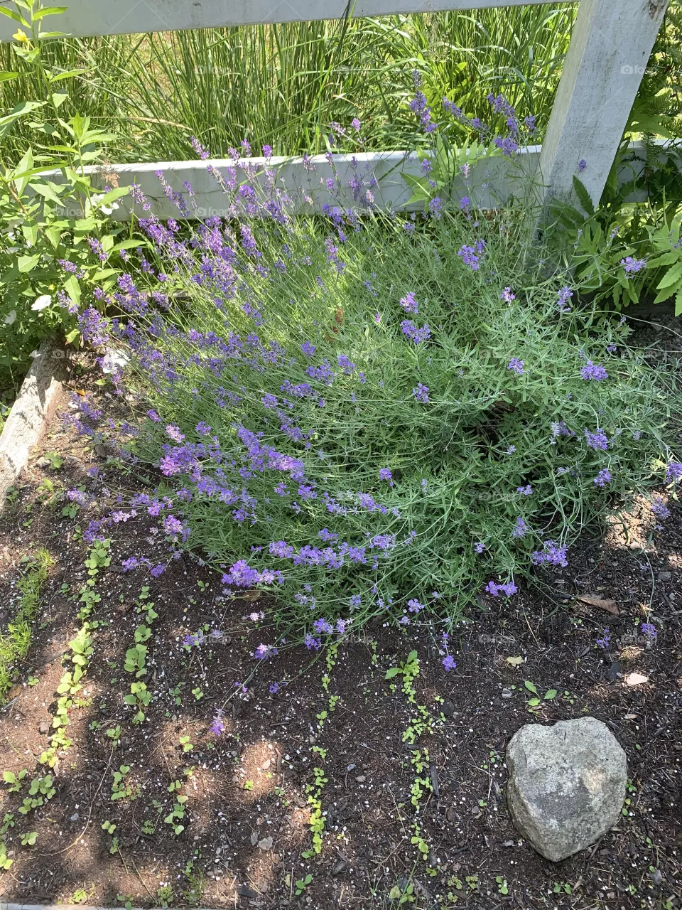 Sweet Lavender 