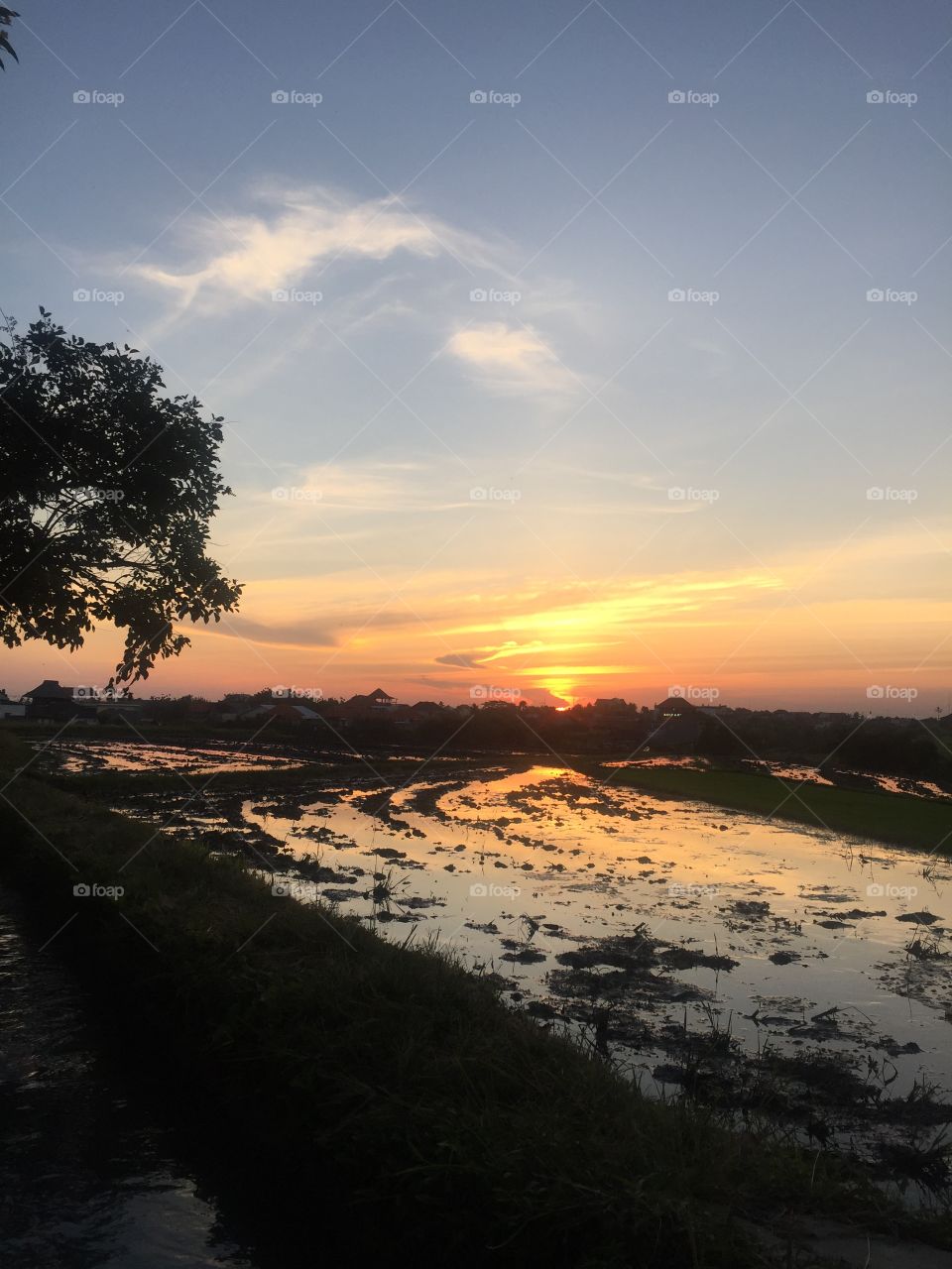 Rice field sunset