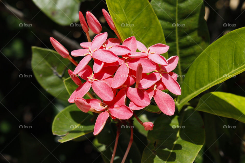 Tropical flower