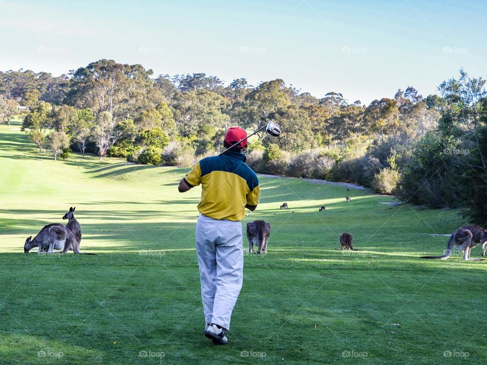 On the tee box a golfer in tough spot not to hit those kangaroos