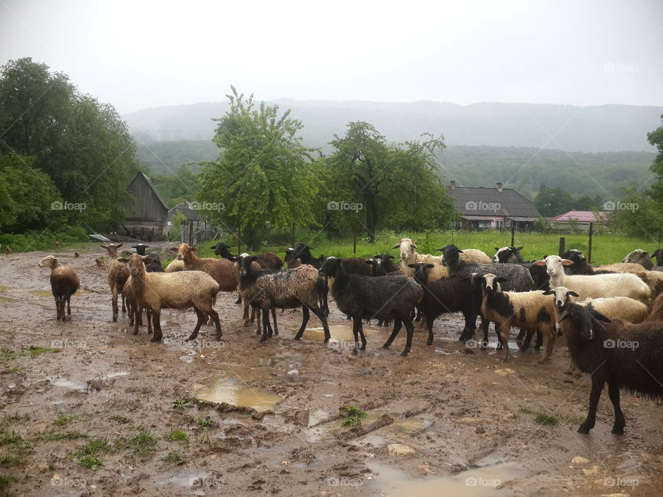 Flock of sheep in mountain village