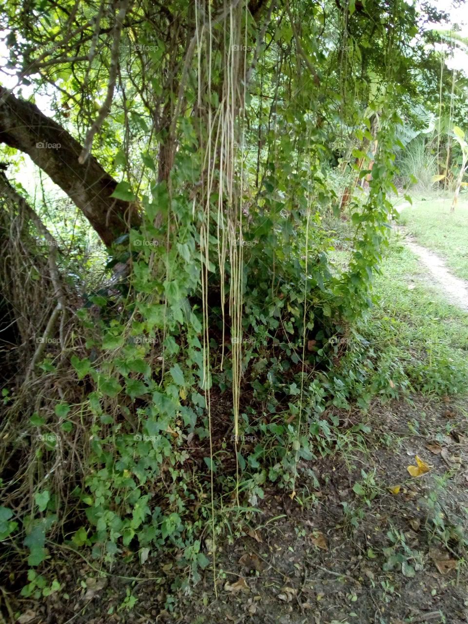 Parasitic Tree Roots.