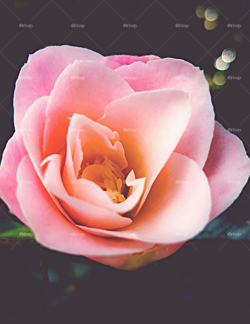 Pink story Colour pink Pink petals