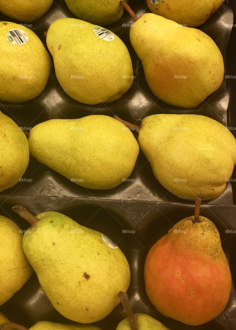 Partridge in a pear tree