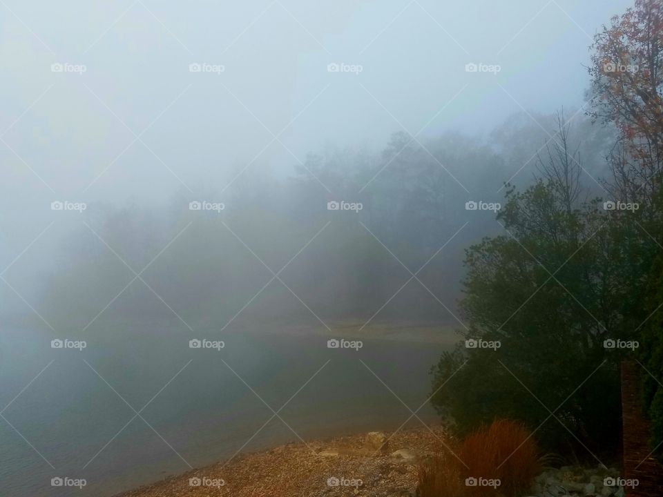 trees and lake peeking through the fog.