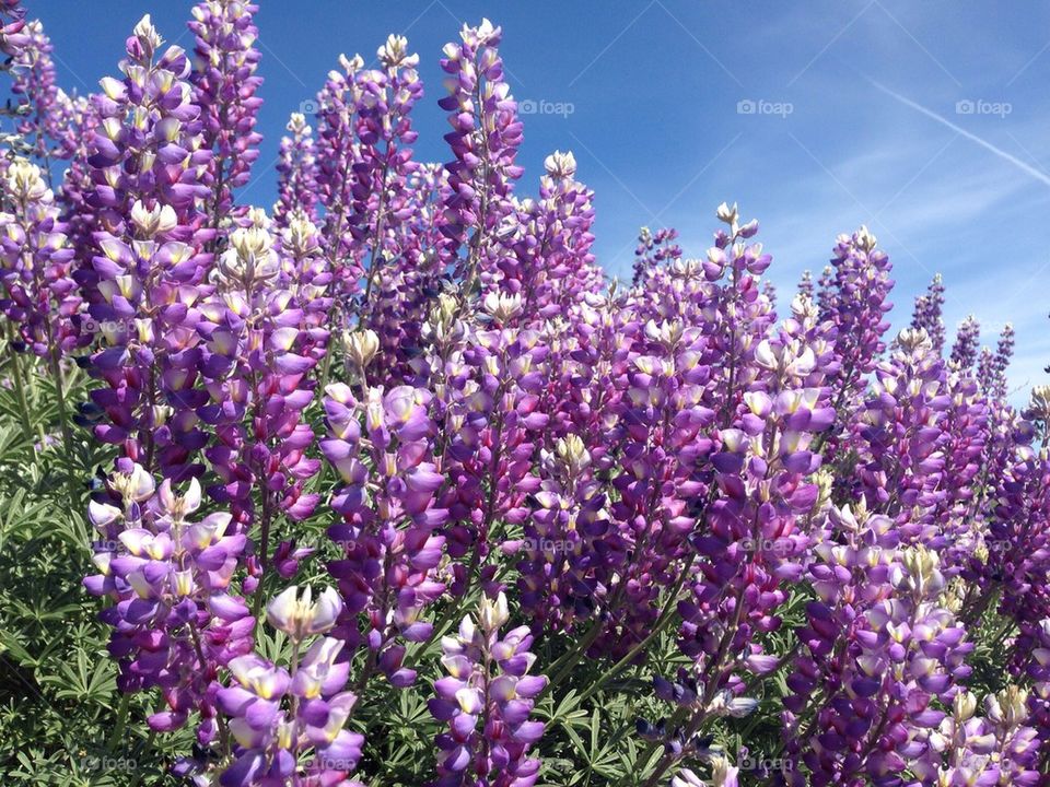 Flower field 