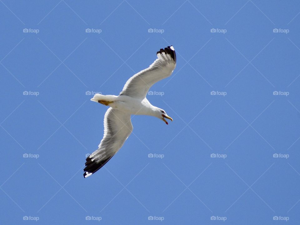 Seagull