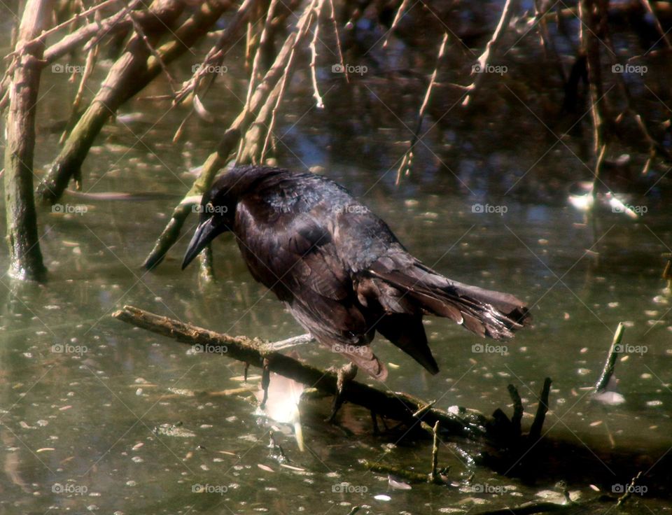 Grackle Searching for Fish