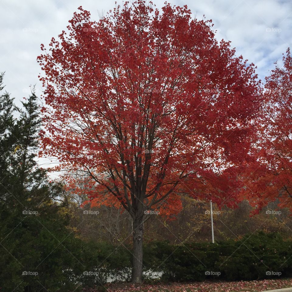 Nice shot of a red tree in the fall. 
