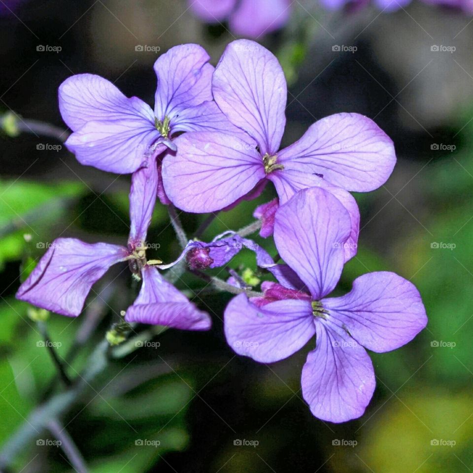 Spring Flowers - Viola