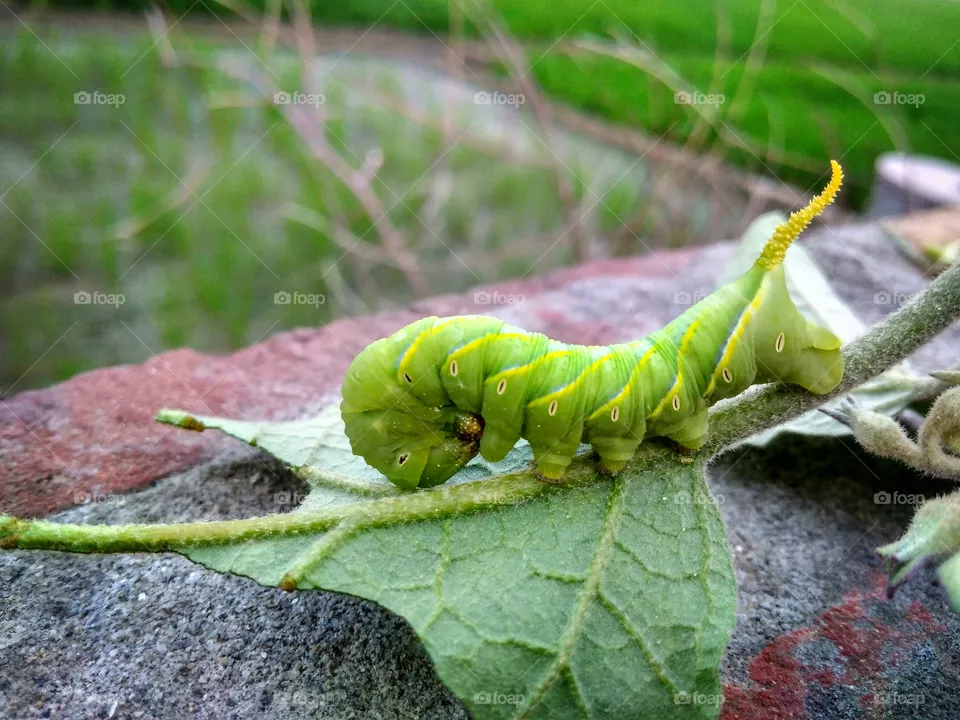 Caterpillar