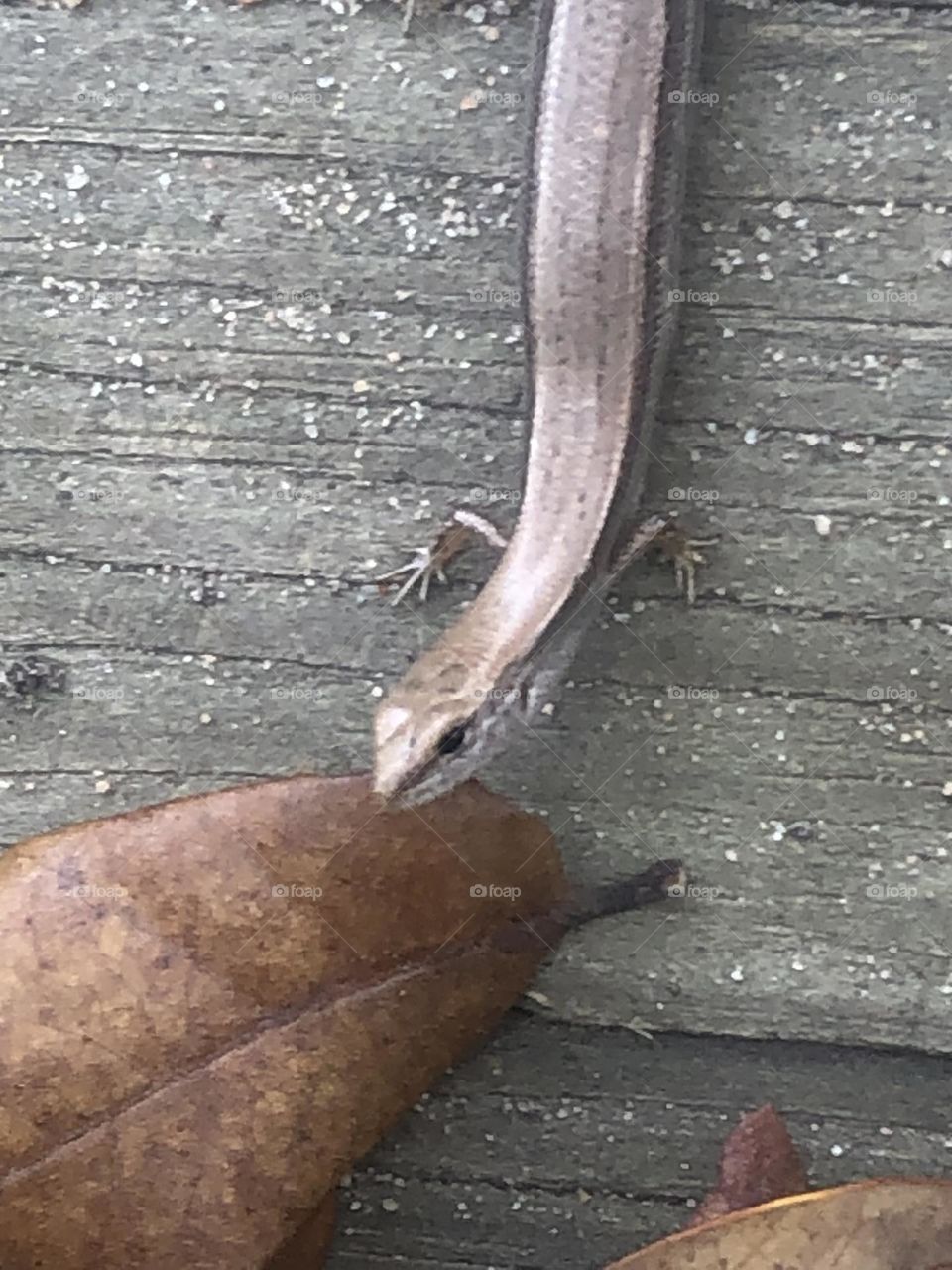 This Skink then actually did mind me standing over him, and jumped down to the next step to take a look at me!