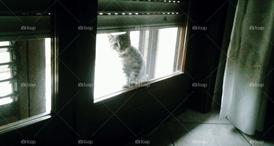 Kitty cat wants to be let in