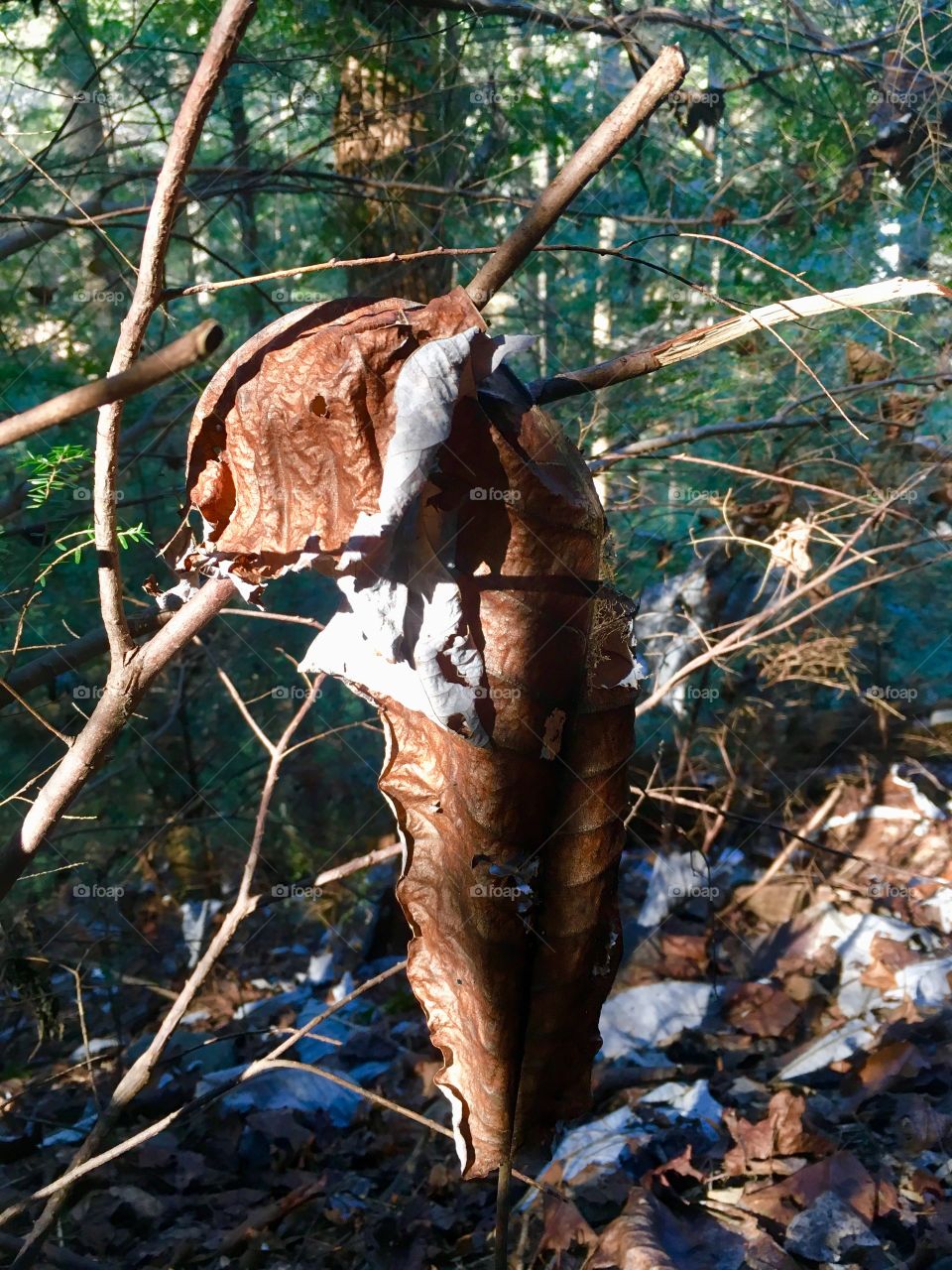 Hiking around Foster Falls in South Cumberland State  Park in Tennessee