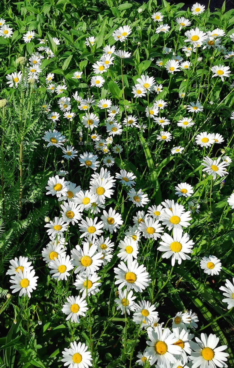 Daisies