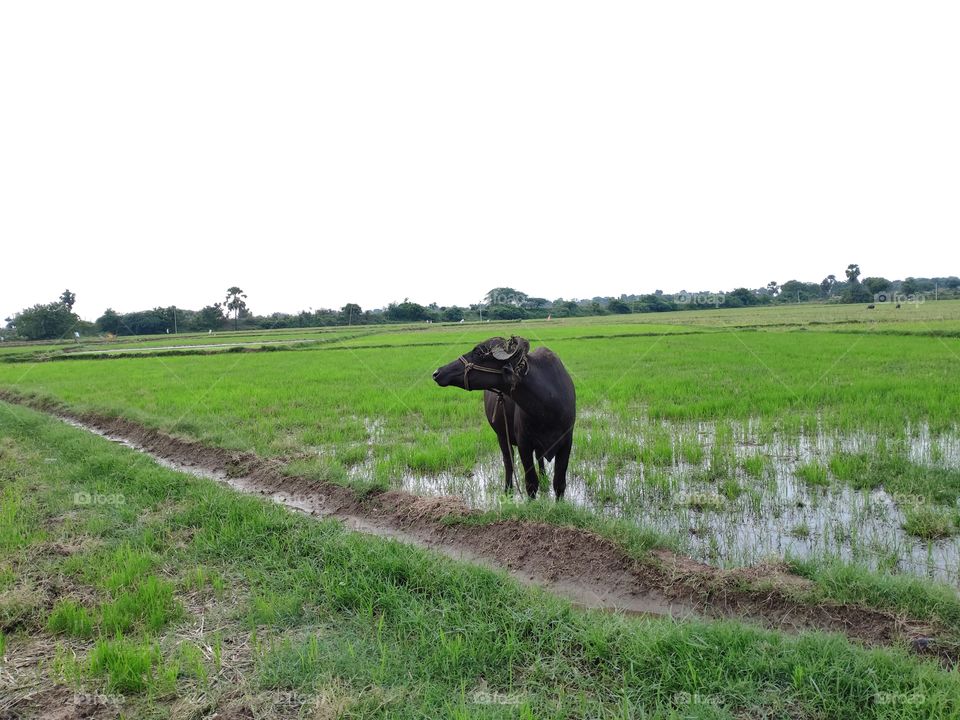 buffalo in green meadows lands paddy fields outdoors