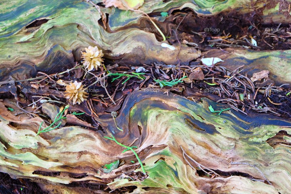 Natural surface. Dried flowers on an old dried log of wood.