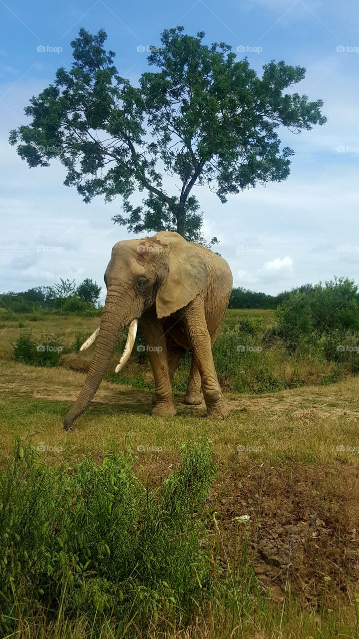 big boy elephant
