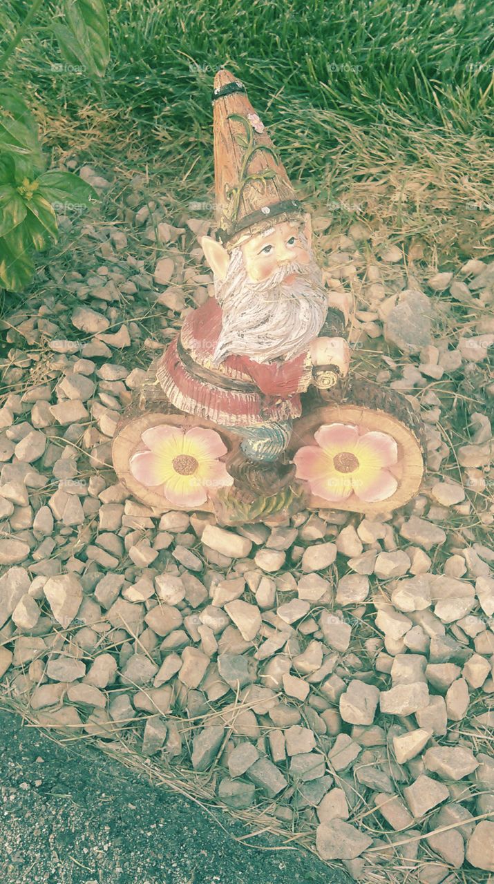 Garden Gnome. Found this guy in a garden of gnomes on my evening walk.