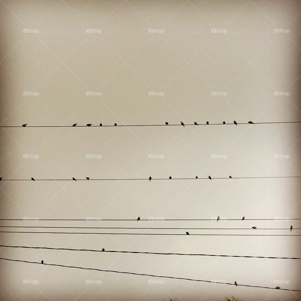 Birds on a wire. 