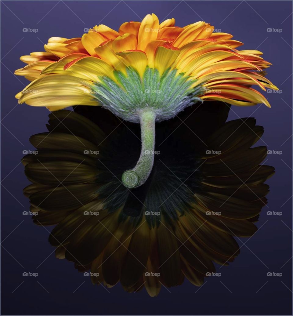 Flower reflection 