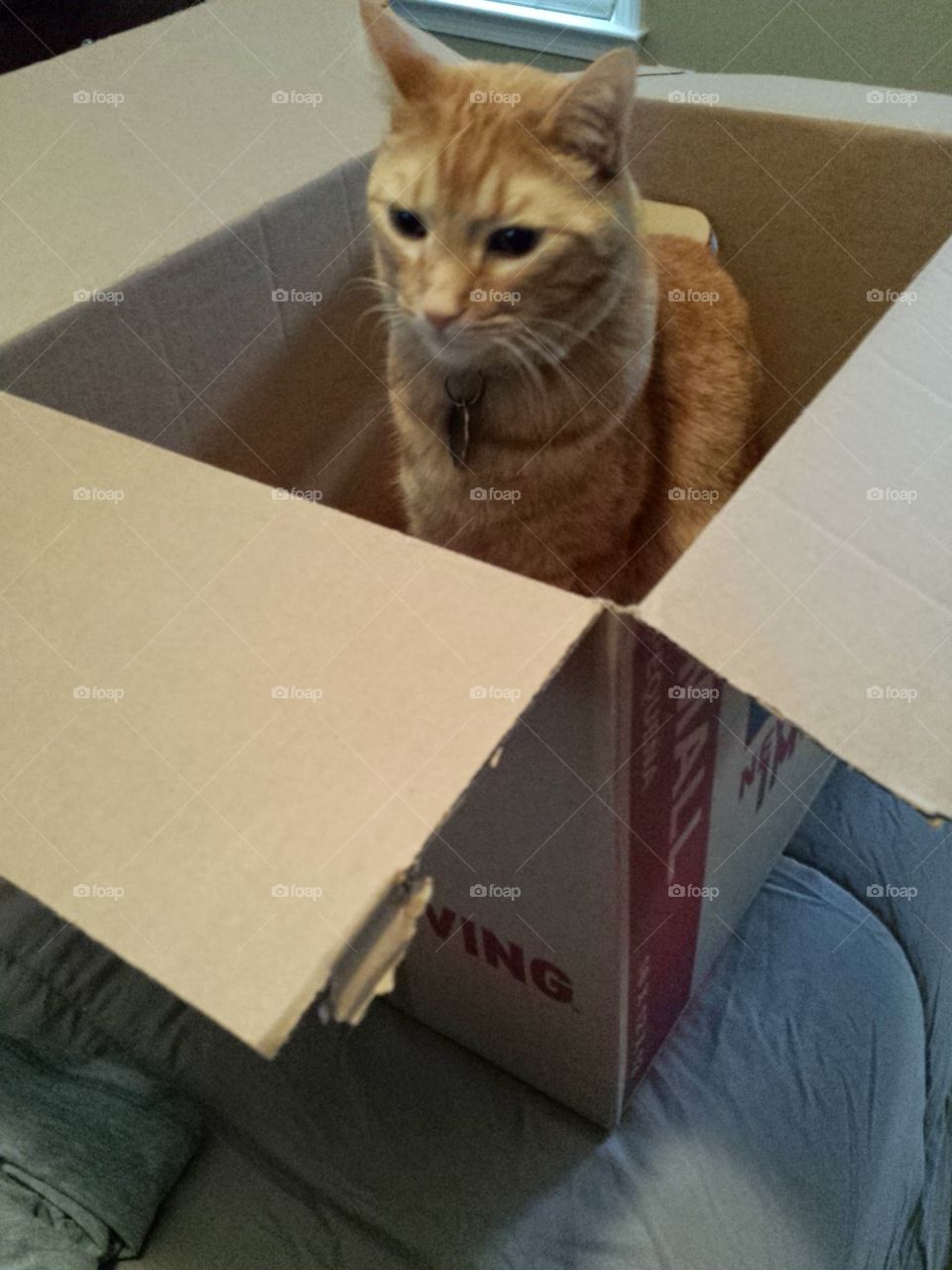 cat in box