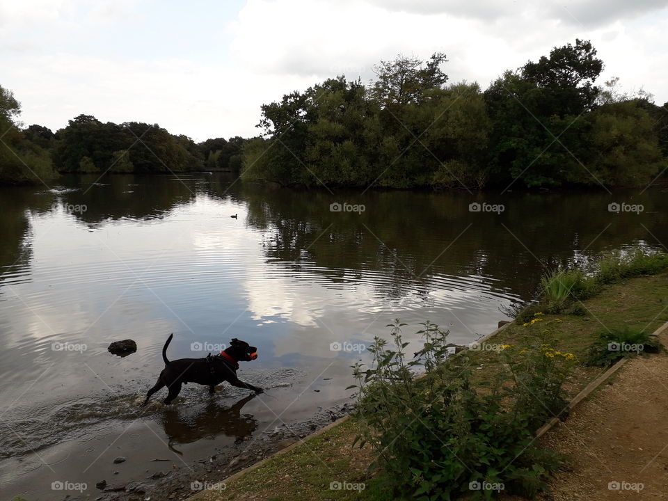 Doggie loving his walkies in Epping forest