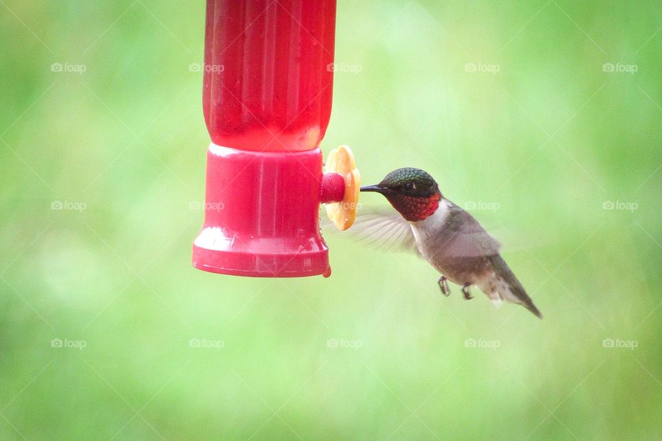 Spring is perfect for hummingbird shots