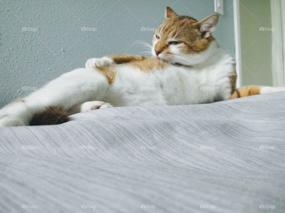 cat grooming itself on a bed