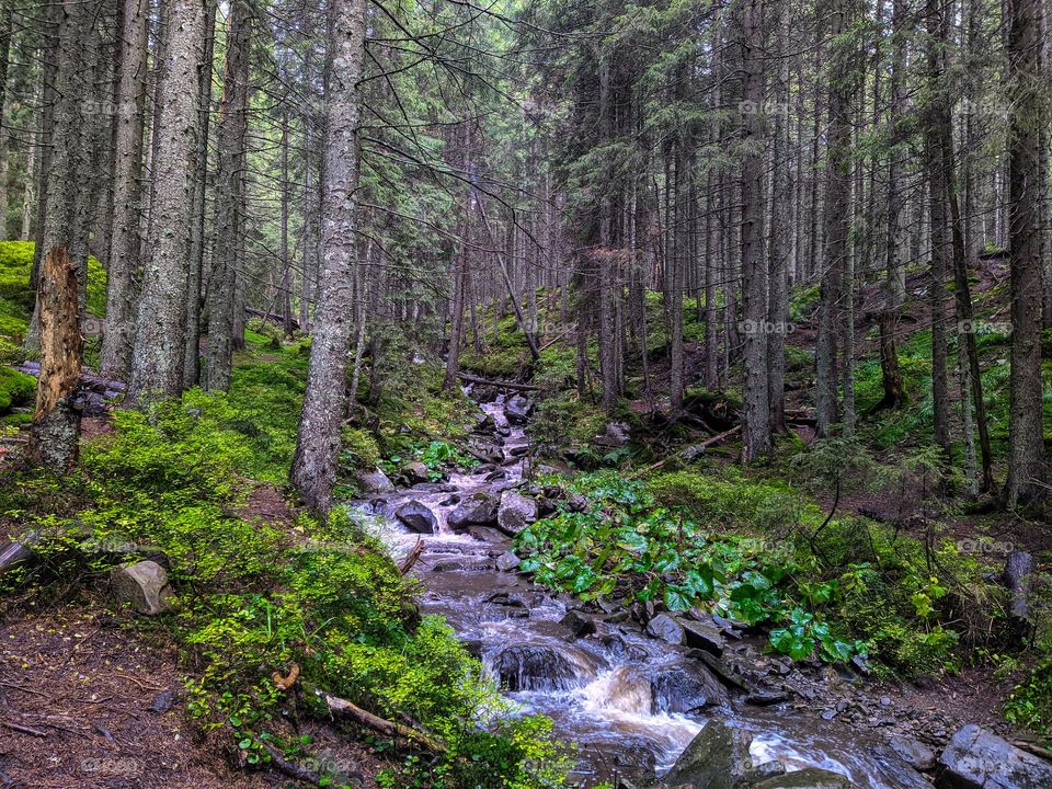 Carpathians, forest, Prut river, (Ukraine).