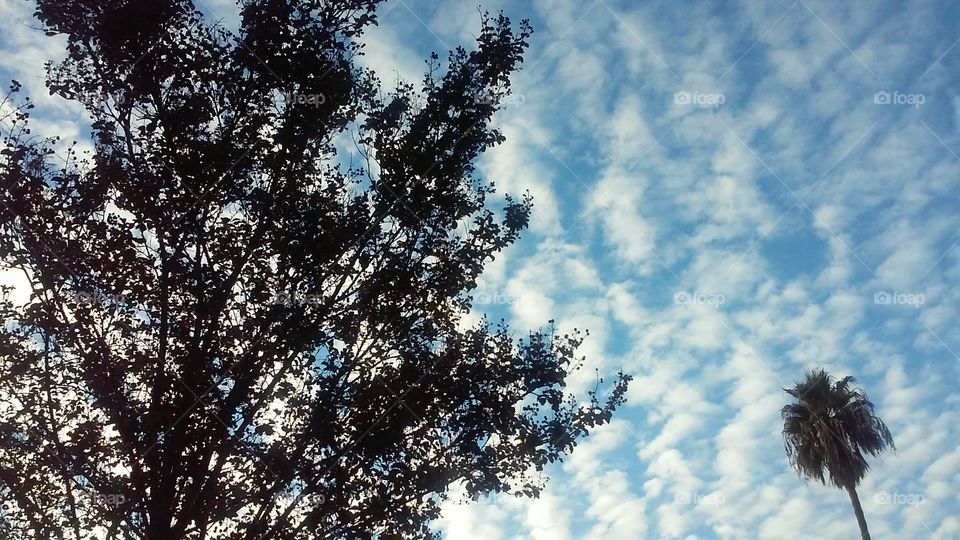 Sky through the Tree