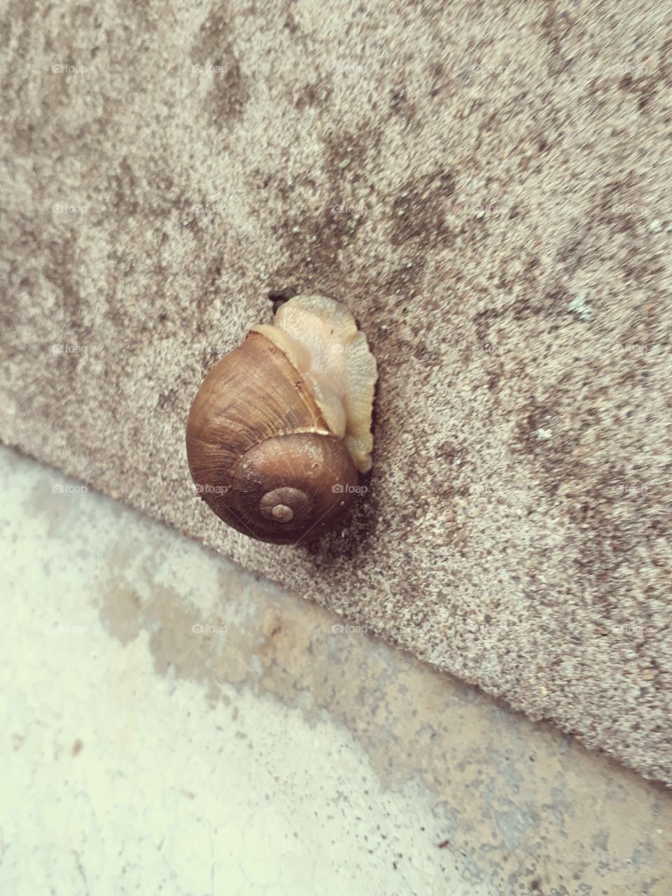 Snail going up the wall