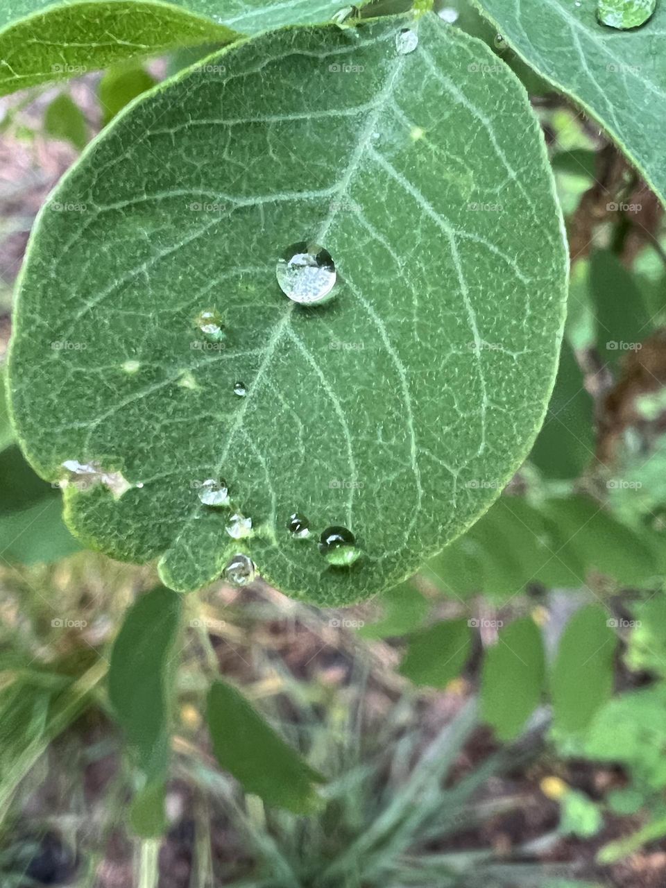 Raindrops on a leaf